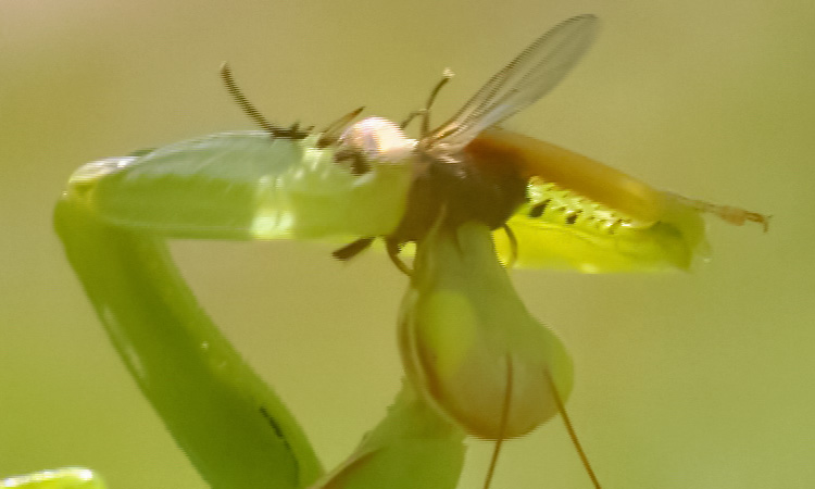 Embuscades - La Mante religieuse - 7mn 03s 